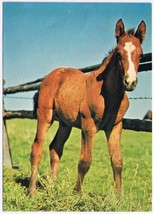 Postcard Animal Young Horse By Fence - £2.95 GBP