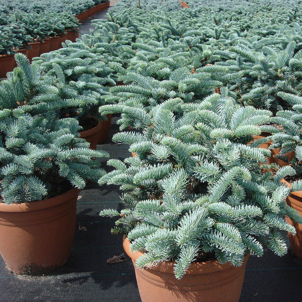 5 SEEDS Abies Procera Silver Fir Pine Tree Garden Plants