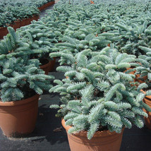5 SEEDS Abies Procera Silver Fir Pine Tree Garden Plants - £15.71 GBP