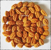 2 Mukhi Two Face Rudraksh Rudraksha 50 Pcs Loose Beads - £33.07 GBP