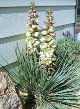 BPASTORE 15 Seeds Store Yucca Glauca Soapweed Narrowleaf Desert Grass Agave Gard - £11.77 GBP