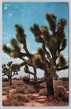 Joshua Tree Forest Scenic Landscape by Josef Muench Desert Vintage Postcard - £11.39 GBP