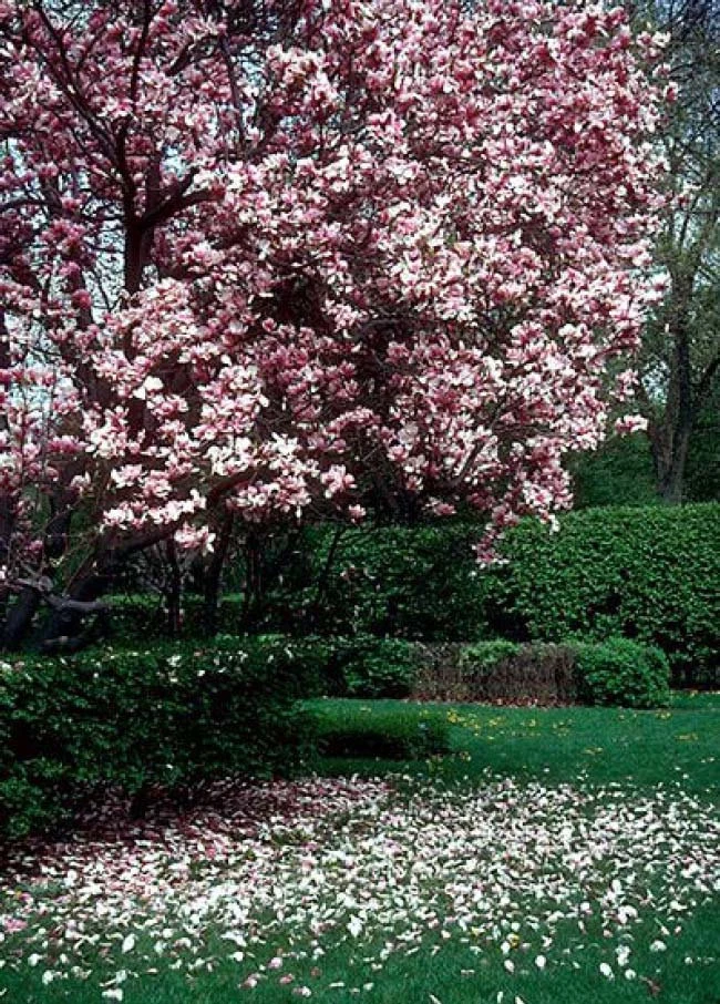 Saucer Magnolia Soulangeana 2.5" pot shrub/tree image 4