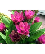 Thailand Pink Curcuma Bonsai Also Called Siam Tulip 100 Seeds - $228.58 MXN