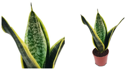 Laurentii Snake Plant - Sansevieria - Impossible to kill! - 4&quot; Pot - C2 - £41.84 GBP