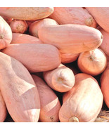 VCS Pink Banana Squash Seeds Garden Vegetable Pumpkin Candy Roaster Seed... - $18.94 CAD