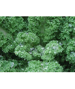FMG Fresh Kale Vates Blue Curled 200 Seeds Planting Seeds - $17.51