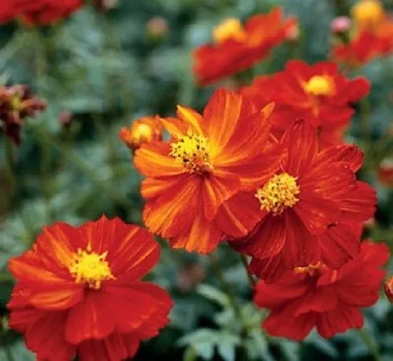 Fresh Cosmos Dwarf Red Sulphur Seeds 100 Ct Flower Cosmos Sulphureus Usa... - £5.88 GBP