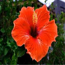 Orange Colour Exotic Rare Hibiscus For Garden Flower Beds Plant Bush 20 Seeds - £9.92 GBP
