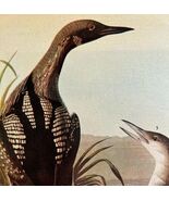 Pacific Loon Bird 1946 Color Art Print John James Audubon Nature DWV2G - $56.04 CAD