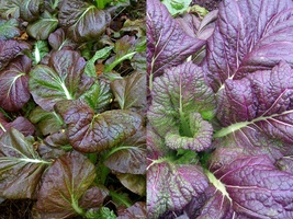 300+ Seeds Osaka Purple Mustard Asian Cuisine NON-GMO - £9.04 GBP