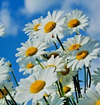 Garden Store 1 Oz Shasta Daisy Seeds Native Wildflower Cut Flowers Summer Pollin - £20.64 GBP