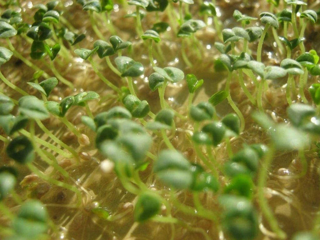 Chia Seeds , Microgreens and Sprouting, 12 ounces - $26.86