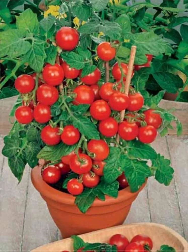 50 Seeds St.Nick Tomato Vegetable Garden - £7.67 GBP