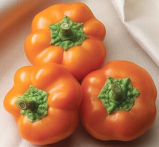 PS Orange You Sweet Hungarian Cheese Peppers Seeds Deliciously Sweet Min... - $166.68 MXN
