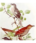 Mockingbird Thrasher Catbird 1936 Bird Lithograph Color Plate Print DWU12C - $35.07 CAD