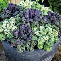 50 Flowering Kale Yokohama Mix Flower Seeds - £17.30 GBP