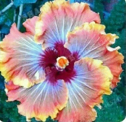 20 Blue Purple Hibiscus Seeds Hardy Perennial Flower Tropical Exotic Seed - £11.87 GBP