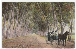Lovers Lane Horse & Buggy Roswell New Mexico 1910 postcard - $6.93