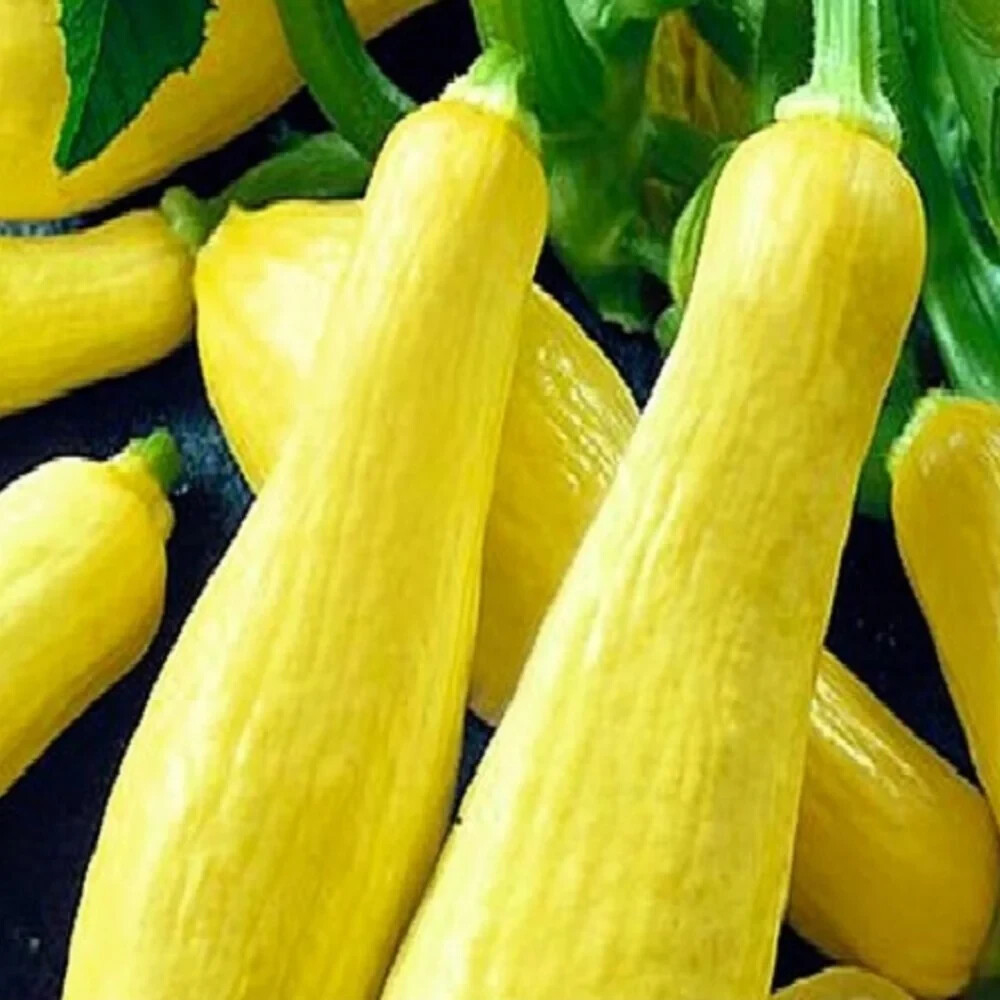 20+ Straightneck Squash Seeds  NON-GMO Squash Seeds Fresh Heirloom-Free ... - $2.19