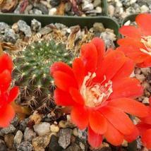cactus Rebutia kupperiana Cacti Succulent real live plant - £30.79 GBP