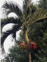 35 Tropical Christmas Palm Tree Adonidia Merrillii Live Dwalf Royal Palm Seeds  - £7.65 GBP