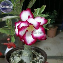 New Fresh Cyclone Double Adenium Desert Rose 2 Seeds White Petals With Rose Red  - $4.16