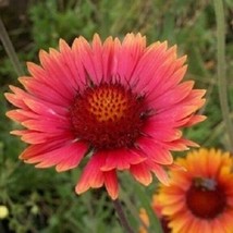 Fresh Seeds 30 Gaillardia Aristata Tokajar Perennial Flower Seeds - $20.00