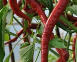 Red Cayenne Pepper Seeds 50 Long Thin Health Herb Hot Spicy Fast Shipping - $8.99