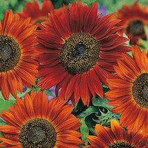Sunflower Seeds Velvet Queen 50 Annual Flower Native Wildflower Fresh Ga... - $3.98