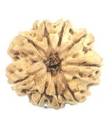 Rare Collector Size 9 Mukhi Rudraksha With complete 9 Seeds - 26.61 mm -... - $382.07 CAD