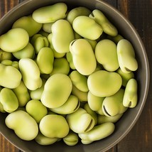 Aquadulce Fava Bean Seeds Broad Windsor Cold Tolerant Summer Faba Green Lima Bea - $15.60