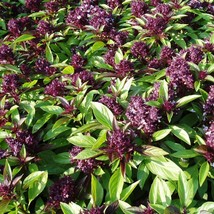 Siam Queen Thai Basil Seeds Ocimum Basilicum 30 Seeds Gardening USA SELLER - £22.33 GBP