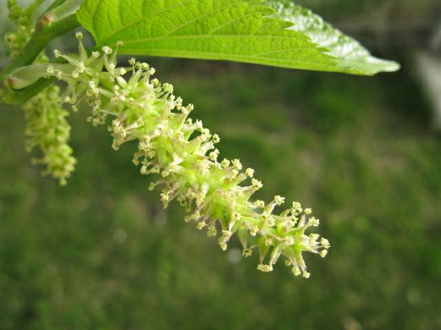 White Mulberry ~Morus alba~ Fastest Movement in the Plant World. - $2.95