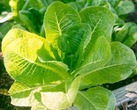 Little Caesar Lettuce Seeds 250 Seeds Non-Gmo  Fast Shipping - $7.99