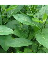 Daun Afrika - Vernonia amygdalina Leaf (Powder), 80 Gram - $430.02 MXN
