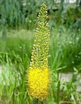 10 Pcs Yellow Foxtail Lily Flower Seeds #MNHG - £13.18 GBP