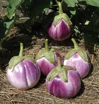 50 Organic Italian Eggplant Rosa Bianca Solanum Melongena Vegetable Seeds New Fr - £12.06 GBP