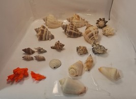 Bag Of 21 Miscellaneous Sea Shells Triton Horn Olive Coral - £14.38 GBP