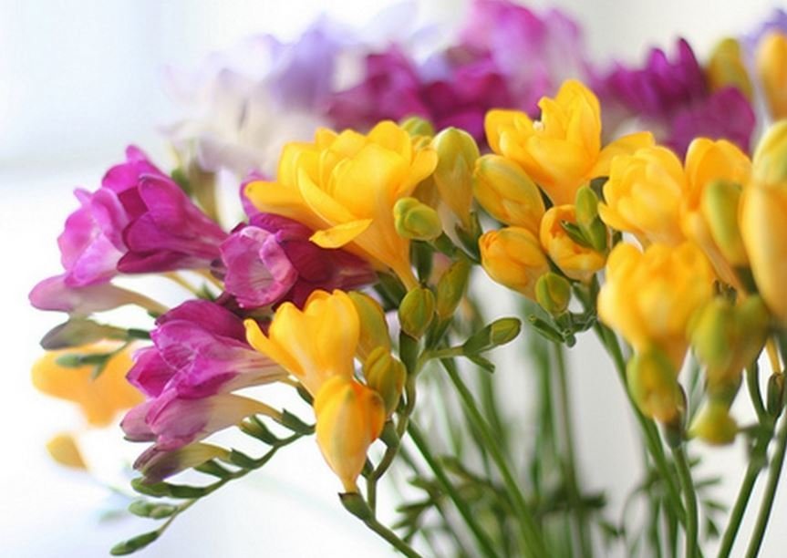 200 Seeds Freesia Item image 2