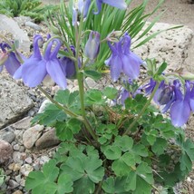 US Seller Aquilegia Flabellata Var. Pumila ‘Selection Columbine 15 Flowe... - £11.59 GBP