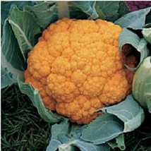 USA SELLER Cheddar Cauliflower Seeds Fast Shipping - $9.80