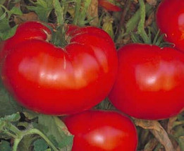 SL 50 Seeds Campbell&#39;S 1327 Tomato Juicy Tomatoe Vegetable Garden Edible Food - $3.44