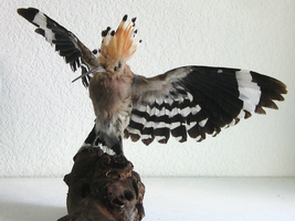 Eurasian Hoopoe Upupa Epops Taxidermy Real Stuffed Bird Mount Scientific... - $368.99