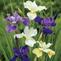 OKB 30 Iris Sibirica &#39;New Hybrids&#39; Siberian Iris Seeds - Assortment Of C... - $12.85