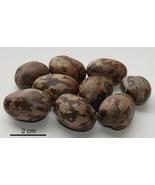 4 Seeds Rubber Tree Semente - €4,71 EUR