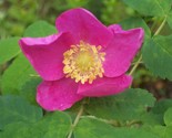 Sale 15 Seeds Prairie Rose Bright Pink Arkansas Rosa Arkansana Flower  USA - £7.91 GBP