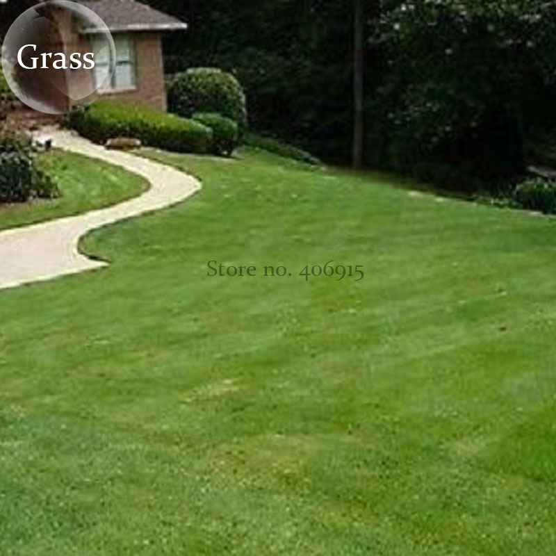 Football Grass 100 Seeds Evergreen Grass E3927 Fresh USA Shipping - $13.98