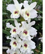 Dendrobium Nobile Cute Dress &#39;My Boy&#39; Orchid - not in bloom. The flowers... - €25,83 EUR