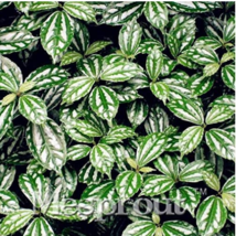 HOT NEW 200 pcs Hosta Seeds - Light Army Green With Greyish White Edge FRESH SEE - £6.53 GBP